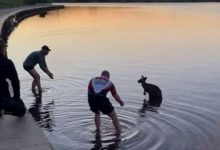 Фото - Испуганного кенгуру, застрявшего в озере, вынесли из воды на ручках