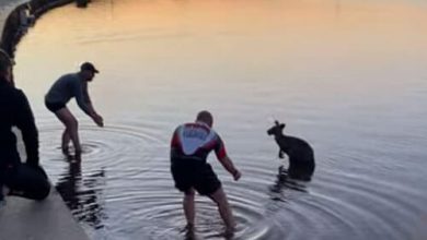 Фото - Испуганного кенгуру, застрявшего в озере, вынесли из воды на ручках