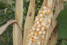 Фото - Из-за жаркой погоды кукуруза в поле превращается в попкорн