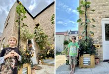 Фото - Юному садоводу удалось вырастить на удивление высокий подсолнух