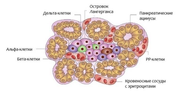 Как мигрень защищает поджелудочную и предотвращает диабет