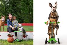 Фото - Кошка с собакой прокатились на самокате и установили мировой рекорд