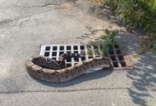 Фото - Крупная змея проскользнула в ливневую канализацию, но была оттуда спасена
