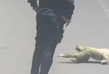Фото - Ленивец переполз через дорогу под присмотром бдительных полицейских