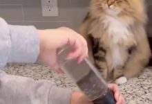 Фото - Любопытный кот стал самым пушистым шеф-поваром в мире