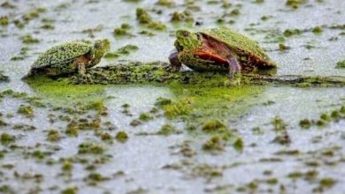 Фото - Массовое вымирание животных может превратить воду в «ядовитый суп»