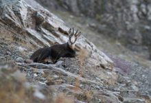 Фото - На Курорте Красная Поляна провели ежегодный учёт кавказских серн