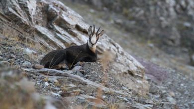 Фото - На Курорте Красная Поляна провели ежегодный учёт кавказских серн