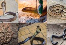 Фото - Почему на Земле так много змей?