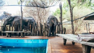 Фото - Слон, испытывавший жажду, напился из бассейна