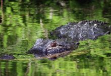 Фото - Смельчаки с лопатой помогли соседке спастись от аллигатора