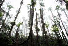 Фото - Тропические леса адаптированы к ураганам, но изменение климата может их уничтожить