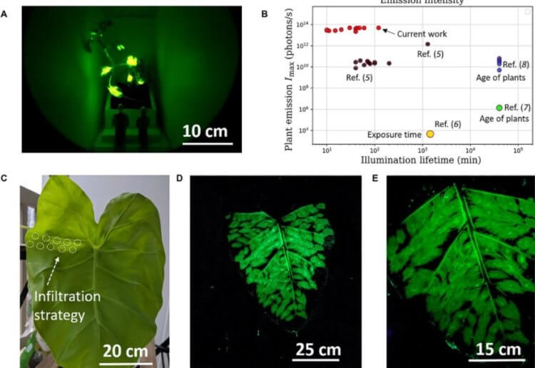 Ученые научились «заряжать» растения. Из них можно сделать светильники