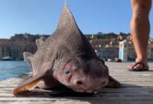 Фото - В Италии найдена рыба, похожая на свинью. Что это за чудовище?