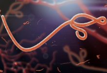 Фото - Вирус Эбола способен «спать» в организме человека длительное время