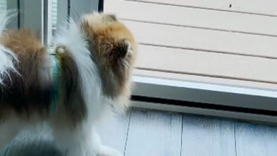 Фото - Большая собака съела живую игрушку своей маленькой приятельницы