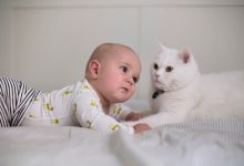Фото - Будущая мама заявила, что выгонит ребёнка, если у него будет аллергия на кошек
