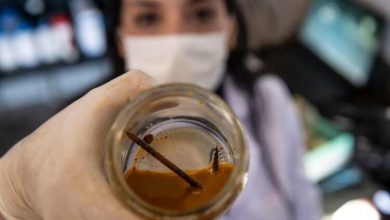 Фото - Чилийские ученые испытывают бактерии, которые за три дня съедают металлический гвоздь