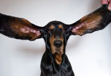 Фото - Длинные уши помогли собаке установить мировой рекорд