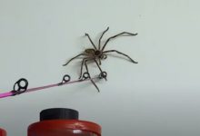 Фото - Домовладельцы делят гараж с крупным пауком-охотником