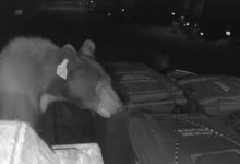 Фото - Эластичный шнур помог защитить мусор от медведей