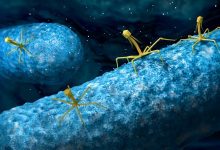 Фото - Убивает бактерии: врач рассказал про полезные вирусы