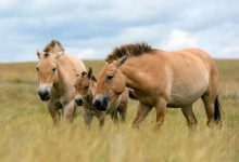Фото - Как древние люди превратили мясных лошадей в ездовых