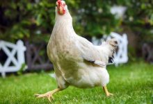 Фото - Когда курицы стали домашними животными?