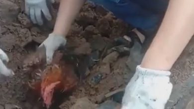Фото - Курица, погребённая под руинами дома, чудом выжила и удивила хозяина