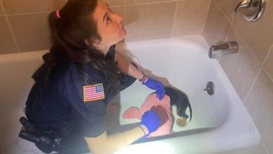 Фото - Лапка чихуахуа застряла в сливе ванной, но собаке вовремя помогли
