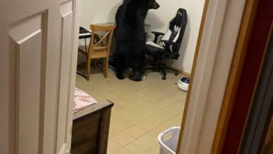 Фото - Медведь, пробравшийся в дом, испортил компьютерный монитор
