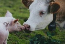 Фото - Микропластик впервые найден в крови коров и свиней. Опасен ли он для человека?