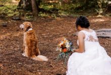 Фото - Невеста начала свадебную фотосессию не с женихом, а с любимым псом