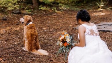 Фото - Невеста начала свадебную фотосессию не с женихом, а с любимым псом