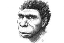 Фото - Обнаружен новый вид предка человека — Homo bodoensis