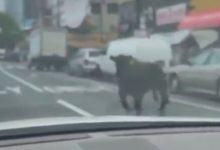 Фото - Сбежавшая корова решила стать участницей дорожного движения