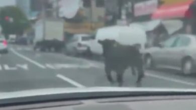 Фото - Сбежавшая корова решила стать участницей дорожного движения