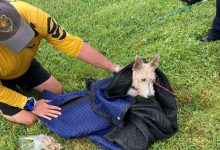 Фото - Собака, упавшая в канал, купалась не слишком долго и была спасена полицейскими