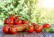 Фото - Ученые обнаружили у томатов ген, который влияет на гниение плода