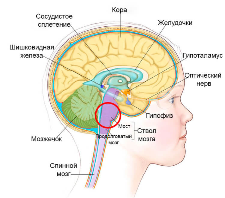 Ученые выяснили как работает плацебо, регулируя ощущение боли