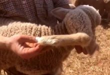 Фото - В Австралии родился ягненок-мутант с ногой на голове