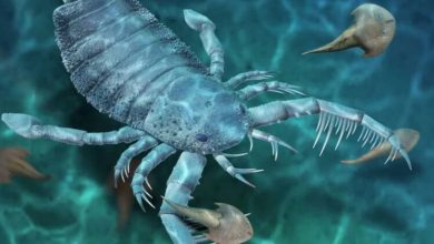 Фото - В Китае нашли окаменелости гигантского морского скорпиона
