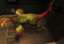 Фото - В останках «китайского» динозавра могло сохраниться ДНК