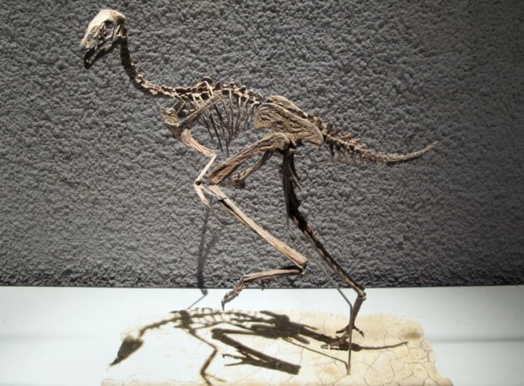 В останках «китайского» динозавра могло сохраниться ДНК