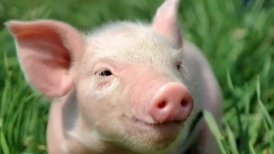 Фото - В США успешно трансплантировали свиную почку человеку
