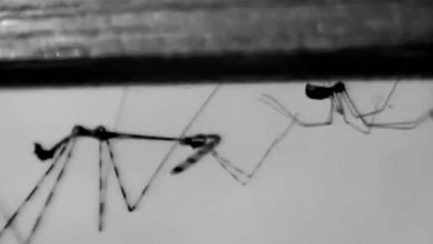Фото - Видео: жуки-убийцы используют хитрость, чтобы напасть на пауков