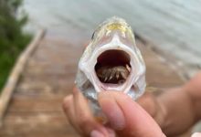 Фото - Во рту рыбы нашли паразита, съевшего язык «хозяйки» и начавшего выполнять его функции