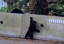 Фото - Вопящий медвежонок помучился, но сумел преодолеть барьер
