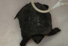 Фото - Возле реки обнаружилась черепаха, которой там было не место