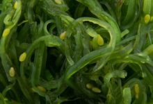 Фото - Зеленые водоросли способны обеспечивать мозг кислородом